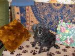 le blog des 2 cousine !!!!
